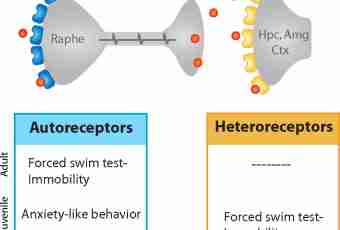 What is receptors and analyzers