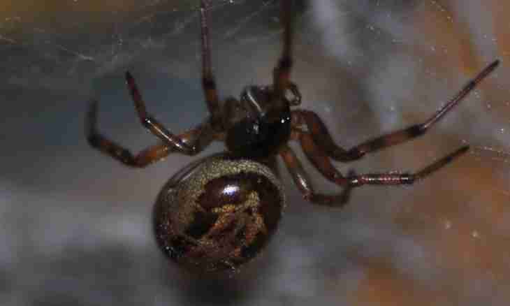 What poisonous spiders exist