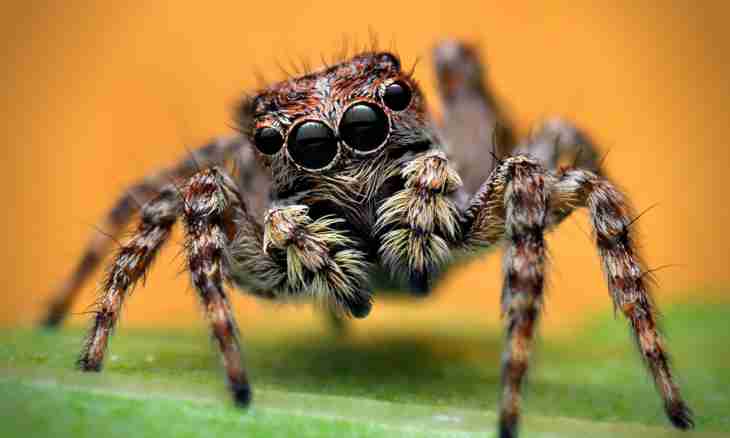How many eyes at a spider