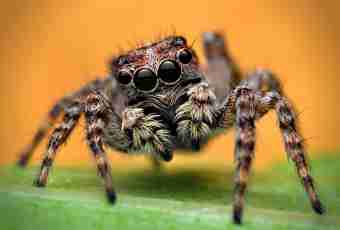 How many eyes at a spider