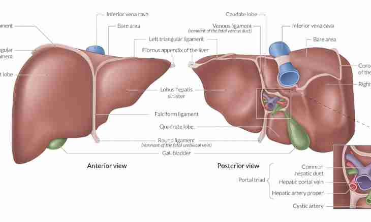 What function of a liver in an organism