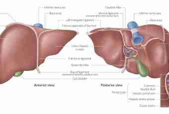 What function of a liver in an organism
