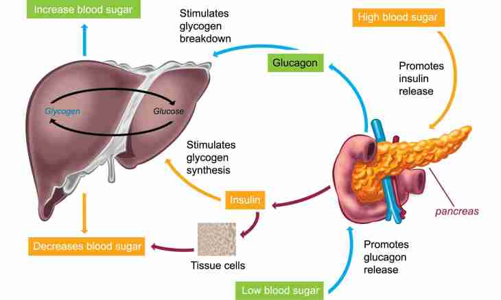 What is a glycogen?