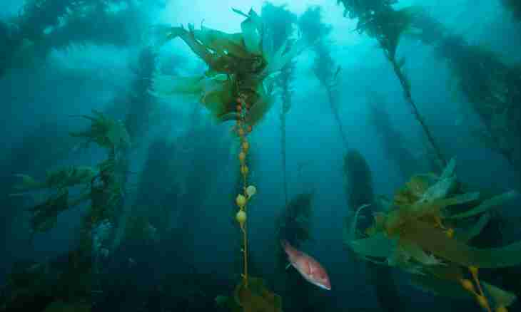 Seaweed: their versions and application