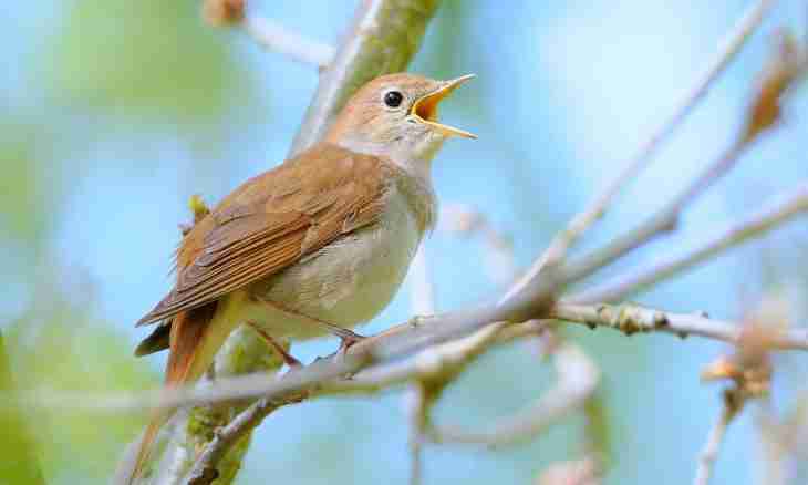 Why nightingales sing in the spring