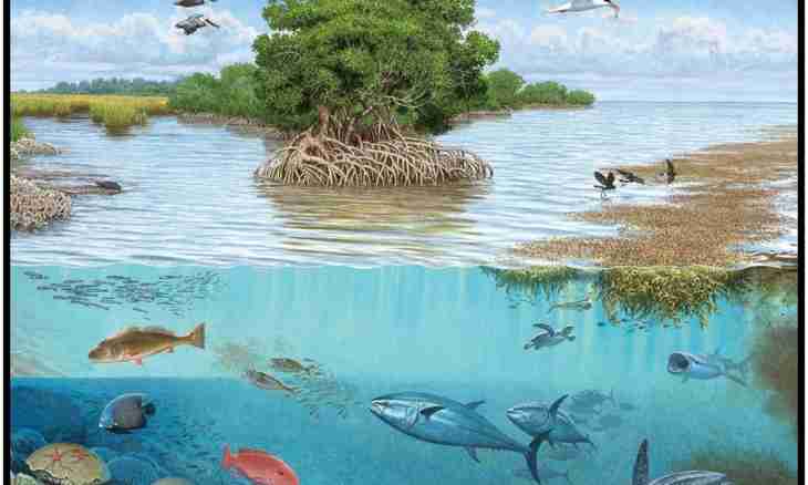 Why the biosphere is called an ecosystem