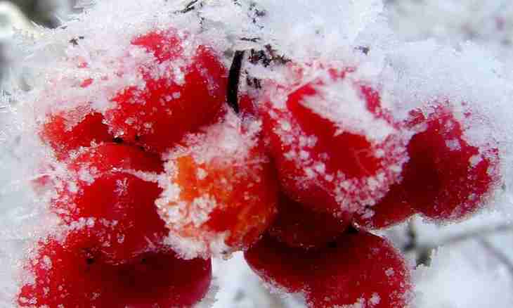 What is ""red snow"
