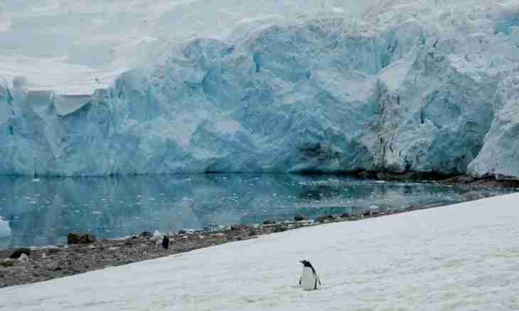 Antarctica is the highest and coldest continent
