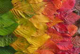 Why in the fall leaf fall