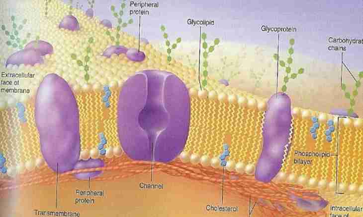 What function is performed by a cell membrane