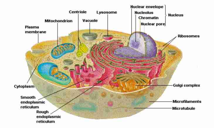 What is mitochondrions