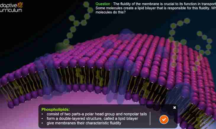 Building and functions of plasmatic membranes