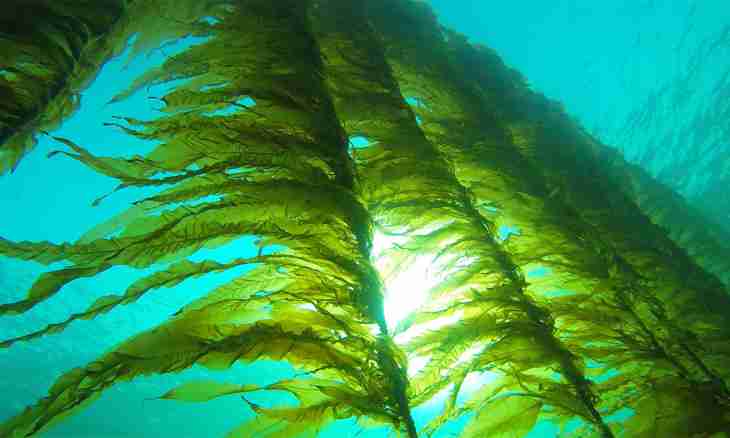 Group Green seaweed: characteristic of some representatives