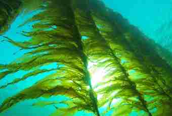 Group Green seaweed: characteristic of some representatives