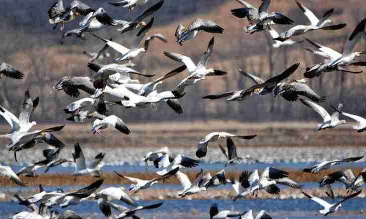 What migratory birds are