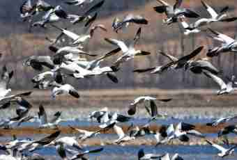 What migratory birds are