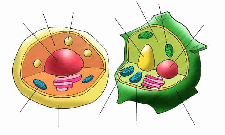 How to distinguish a plant cell from animal