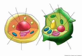 What role of a vacuole