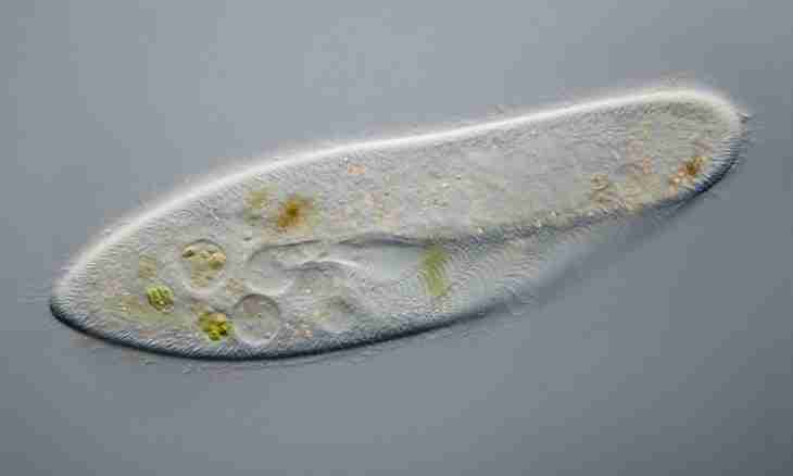 Organisms protozoa monocelled