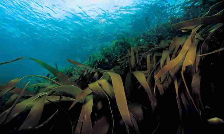 What general signs of seaweed