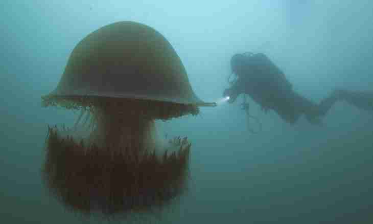 What size the biggest jellyfish has