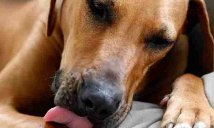 Why animals lick wounds