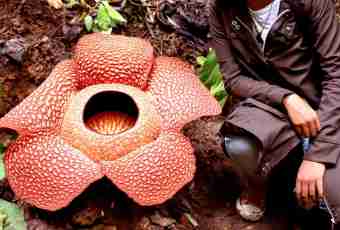 What flower in the world the biggest