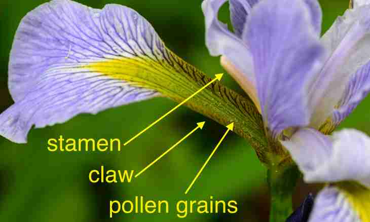 What structure of a pestle and stamen
