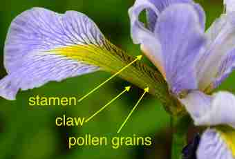 What structure of a pestle and stamen
