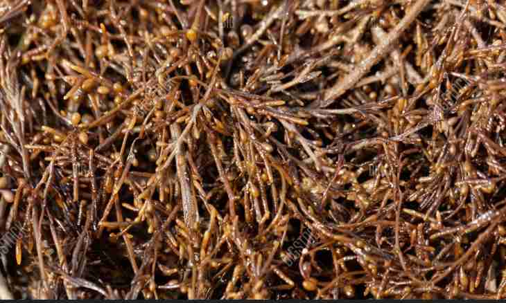 Brown seaweed: short characteristic of department