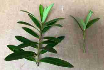 What is the vegetative reproduction of plants