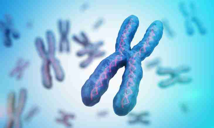 What is a diploidic set of chromosomes
