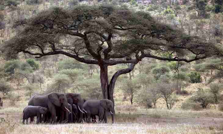 What fauna of the savanna
