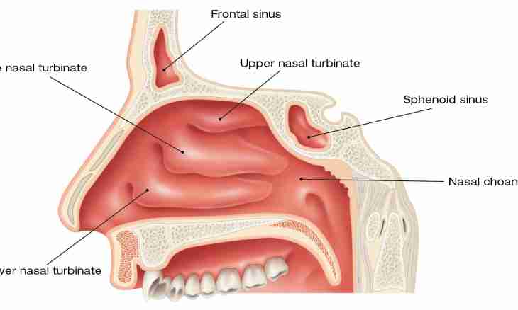 Nose as respiratory organ
