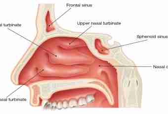 Nose as respiratory organ