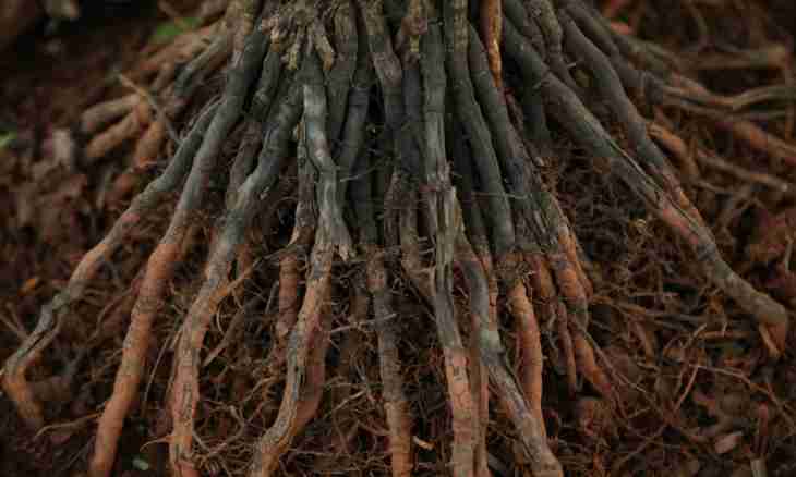 What root systems of plants happen