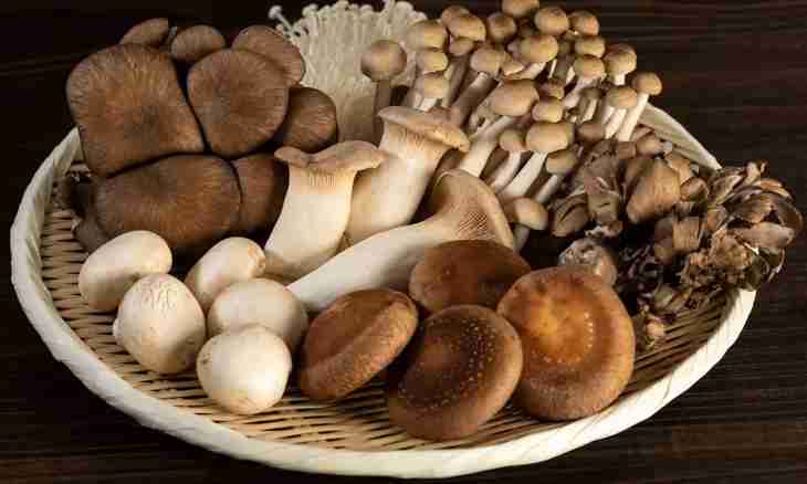 Types of mushrooms and their useful properties