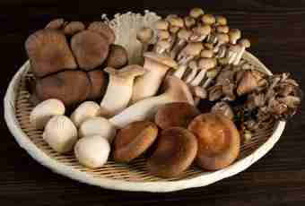 Types of mushrooms and their useful properties