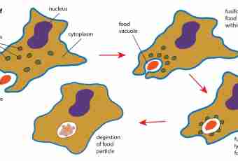What is lysosomes