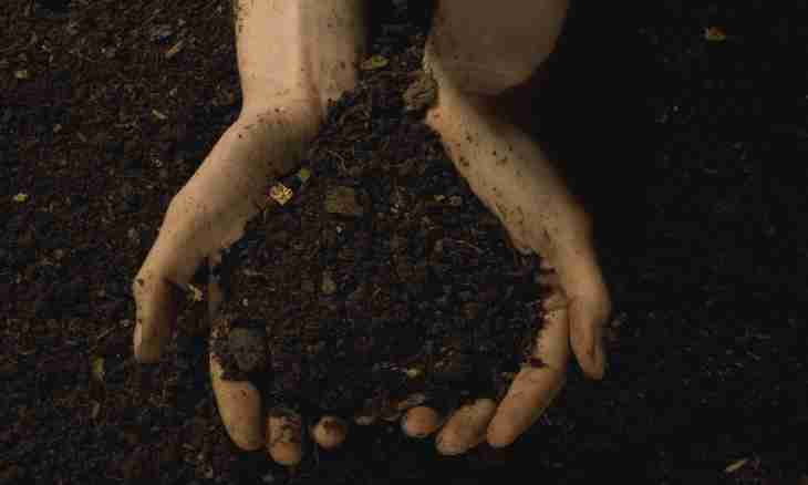 How to neutralize acidity of the soil