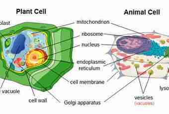 In what function of a vacuole