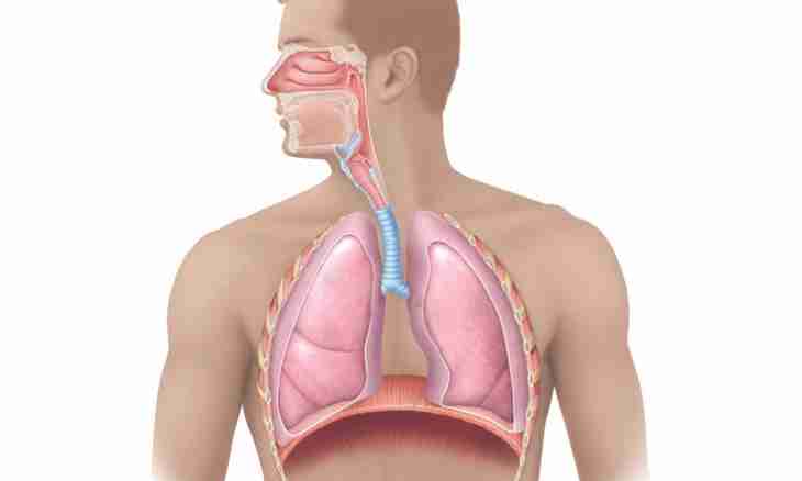Lungs as respiratory organ