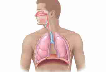 Lungs as respiratory organ