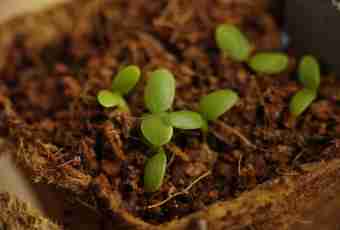 As sprouts of plants change