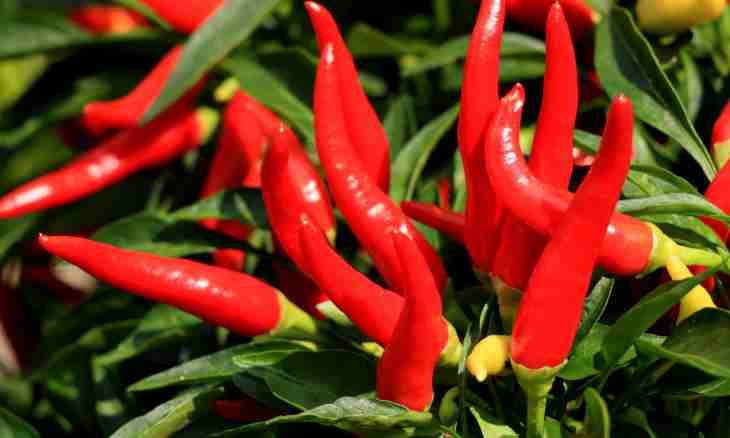 To what plants pepper belongs