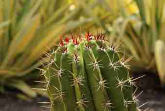 Why cacti need prickles