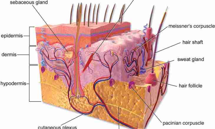Skin as eliminative organ
