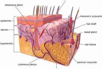 Skin as eliminative organ