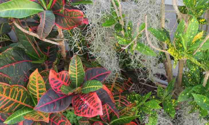 What is monocotyledonous and bichromatic plants