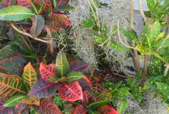 What is monocotyledonous and bichromatic plants